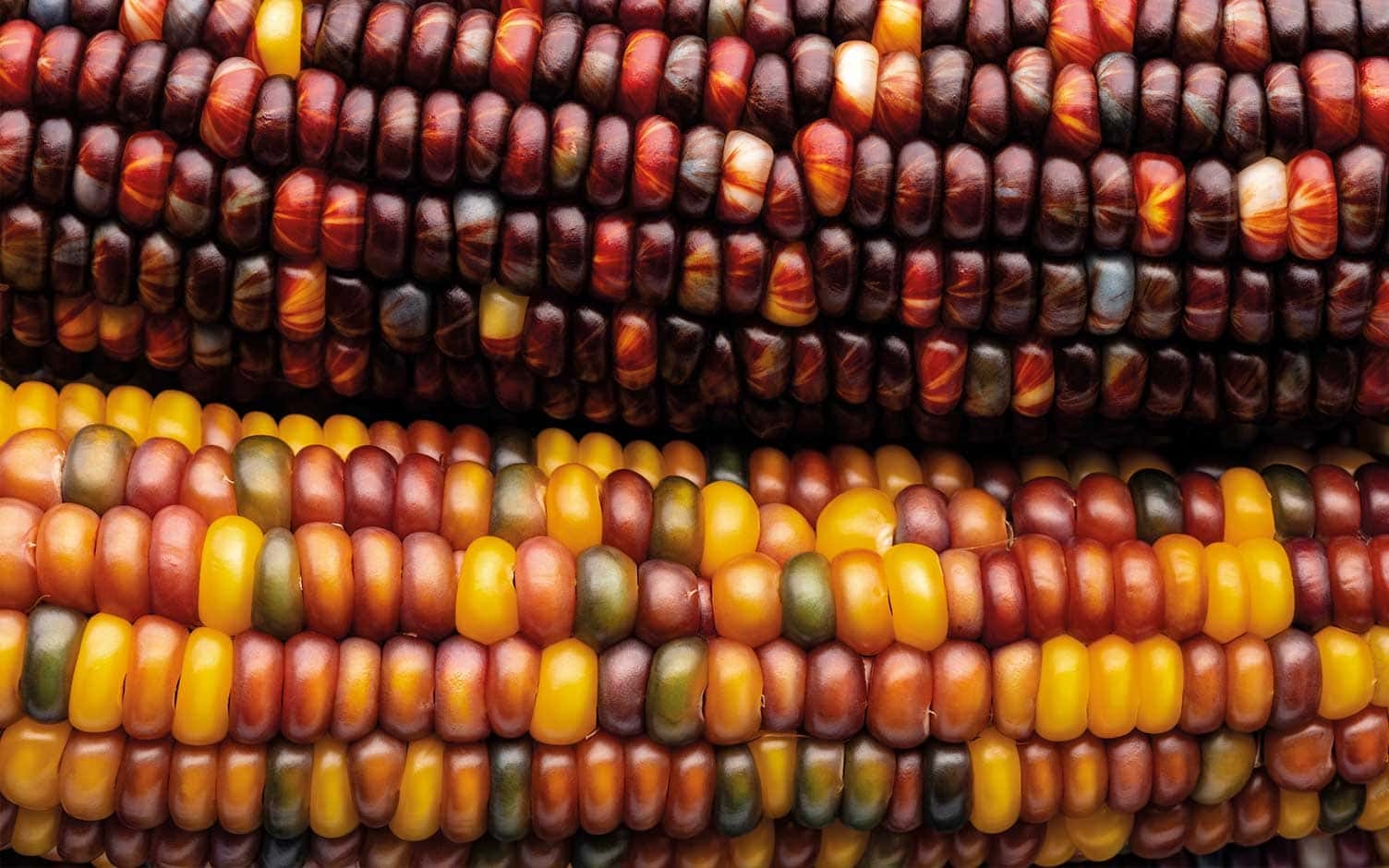 Los colores perdidos del maíz