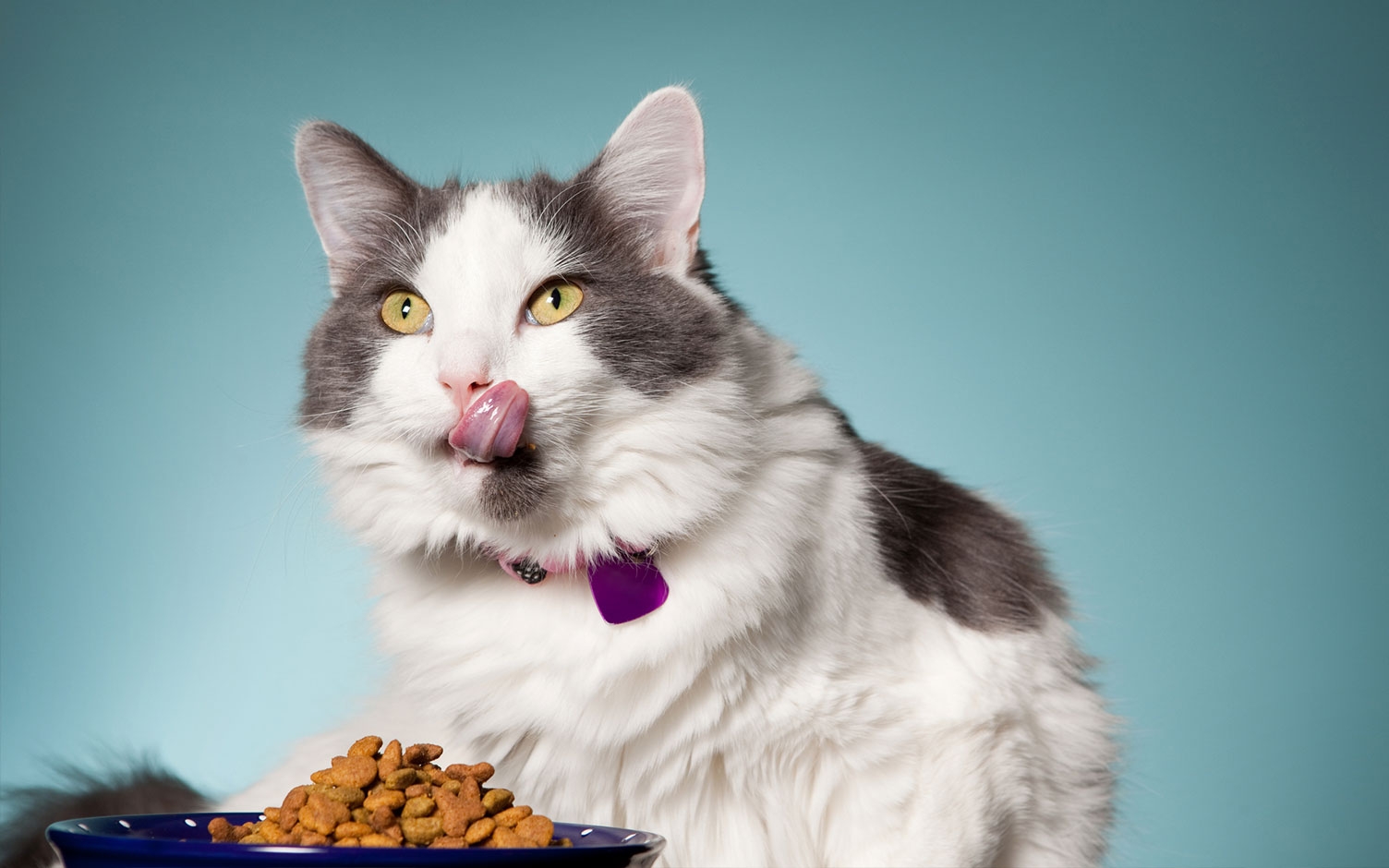 Cómo elegir un buen alimento para su gato