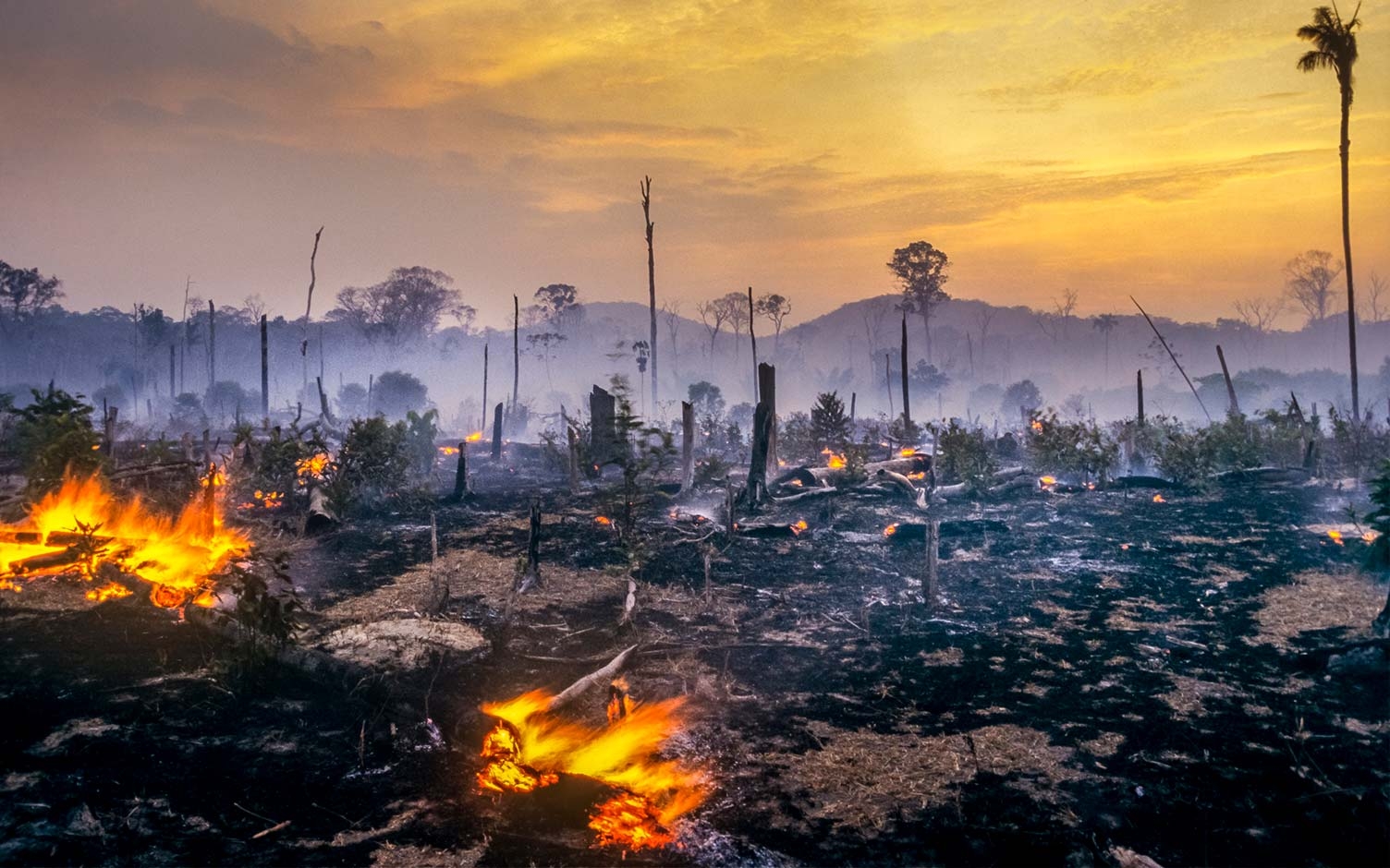 Cinco datos que debe saber sobre la deforestación