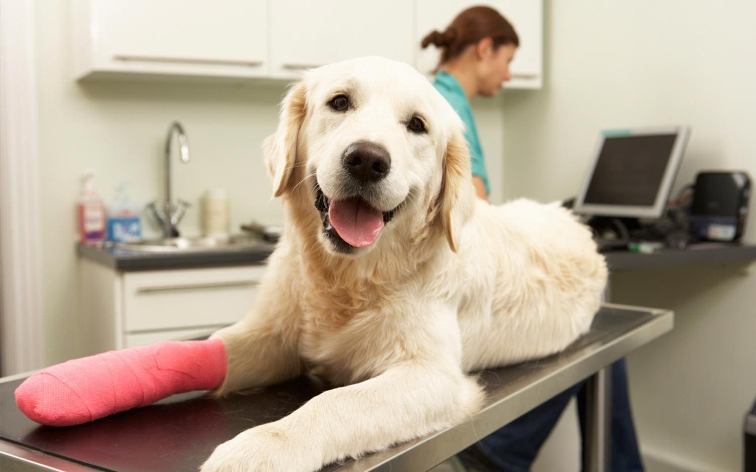 Cirugías ortopédicas en perros y gatos