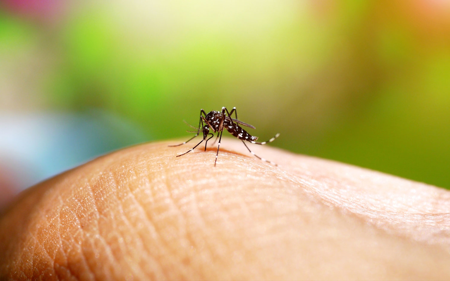 Así puede ayudar a prevenir la epidemia de dengue