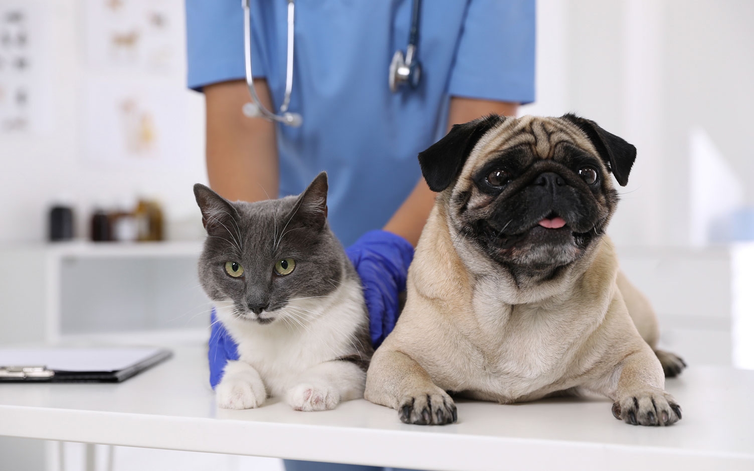 Enfermedades más comunes en perros y gatos