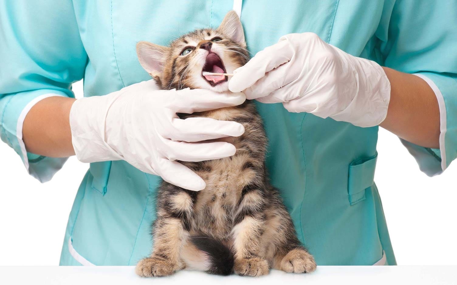 Hablemos de la salud dental de los gatos