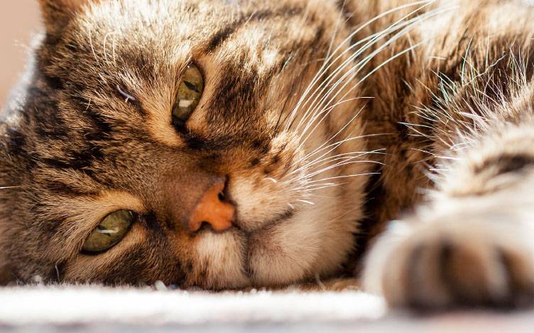 Cinco mitos y realidades acerca de los gatos