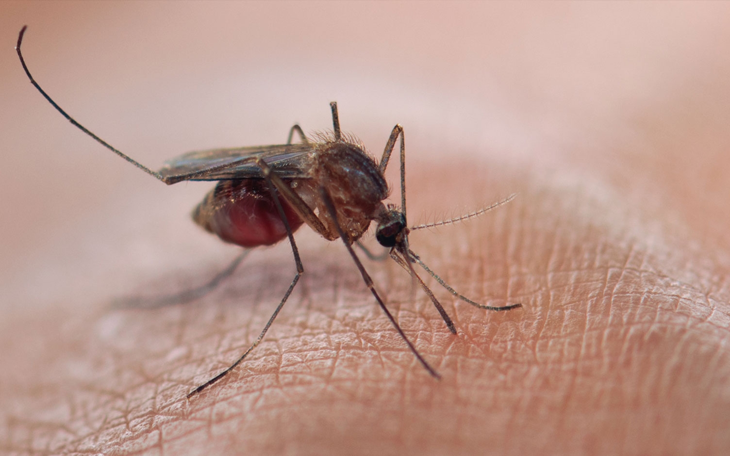La malaria no se ha ido