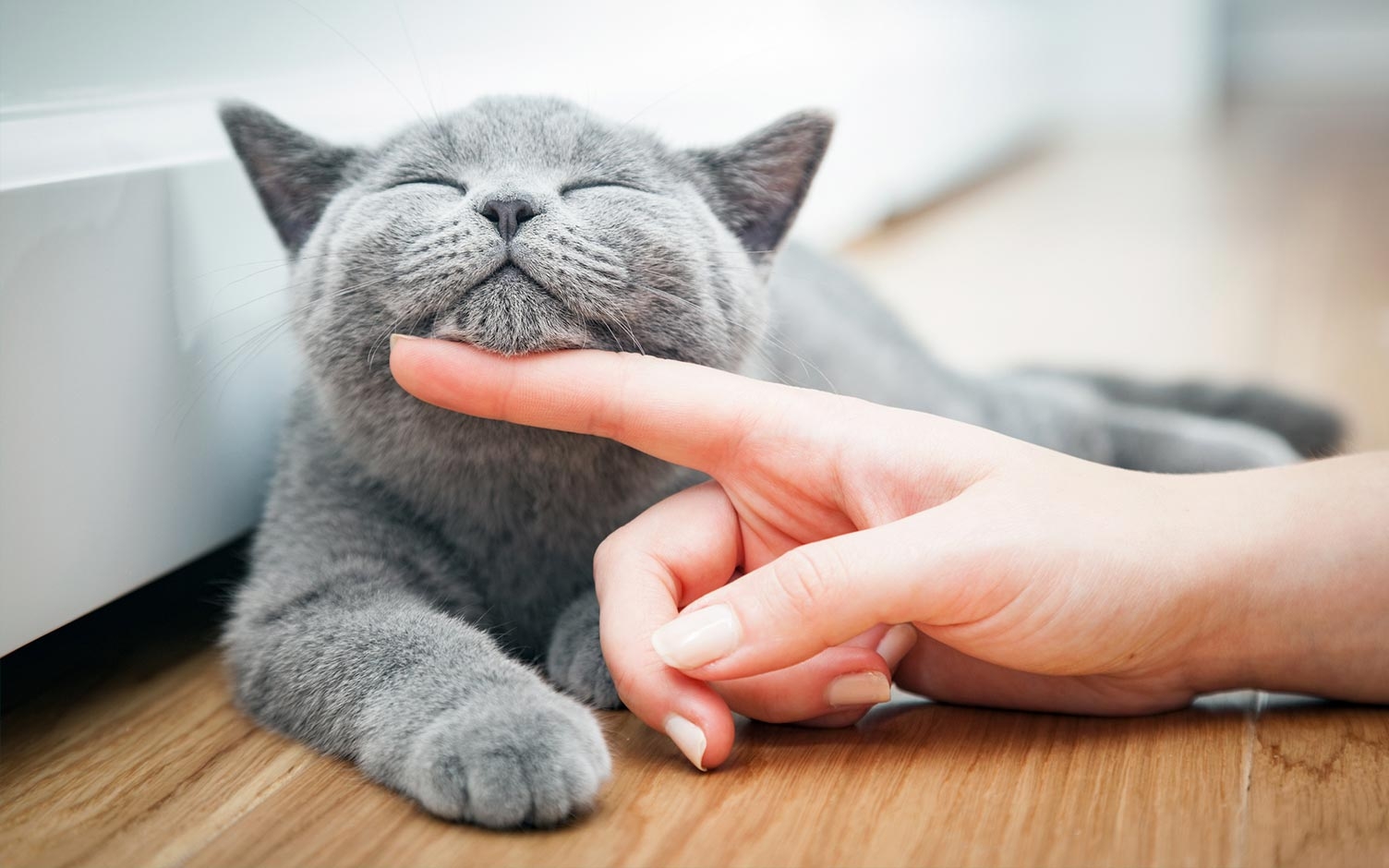 Cinco formas en las que su gato expresa que es feliz