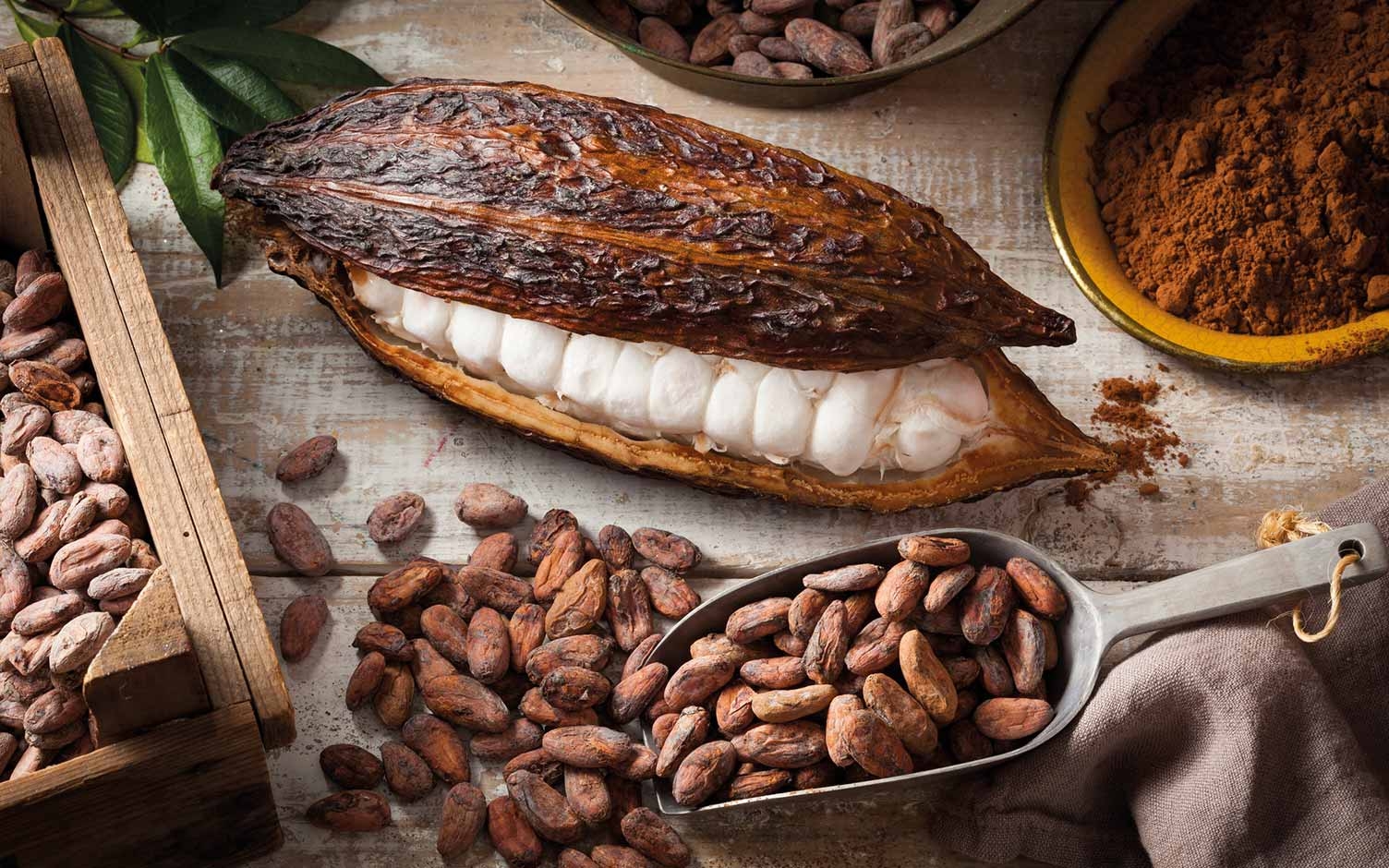 Cacao, el alimento de los dioses