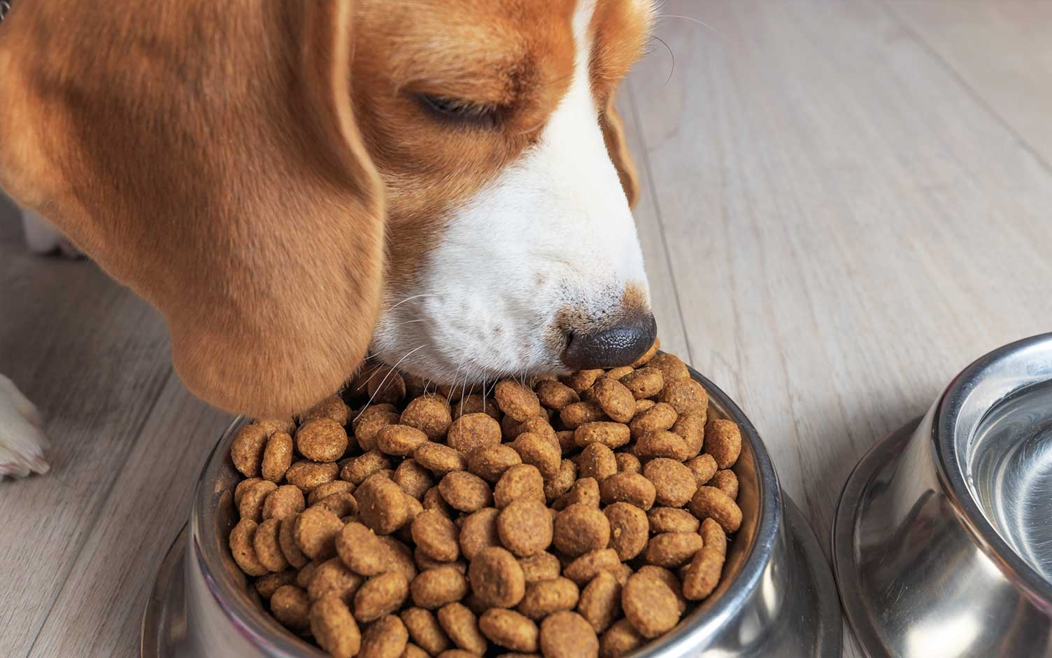 ¿Cómo alimentar correctamente a su perro?