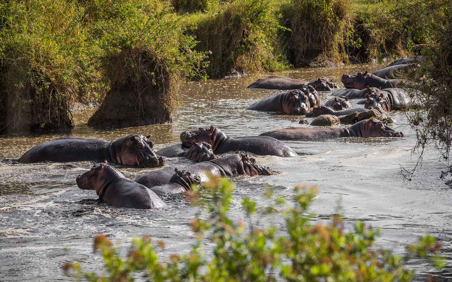 Los hipopótamos en Colombia, un problema vigente