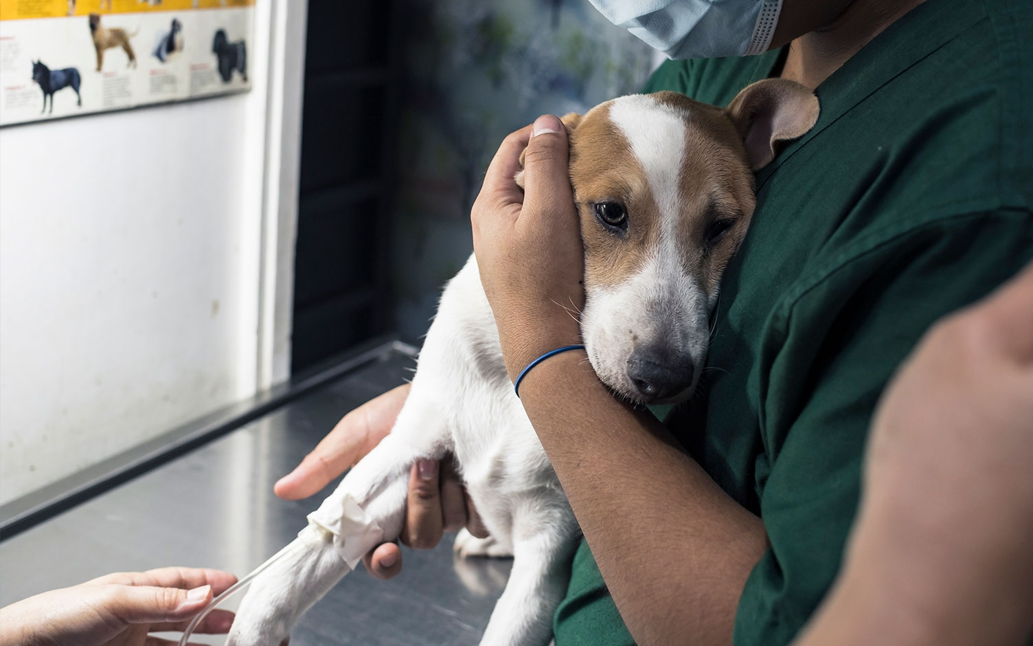 Lo que debe saber sobre el brote de moquillo canino en Bogotá
